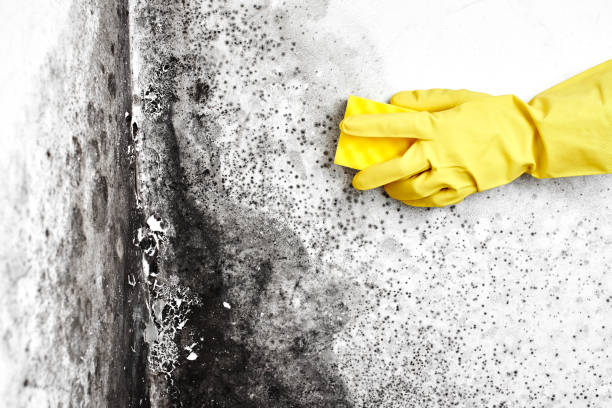 Best Crawl Space Mold Remediation in Rockville, IN