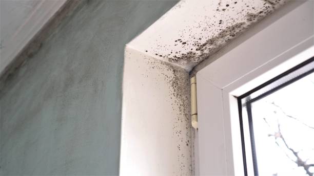 Best White Mold Remediation in Rockville, IN