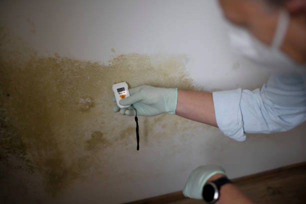 Best Basement Mold Remediation in Rockville, IN