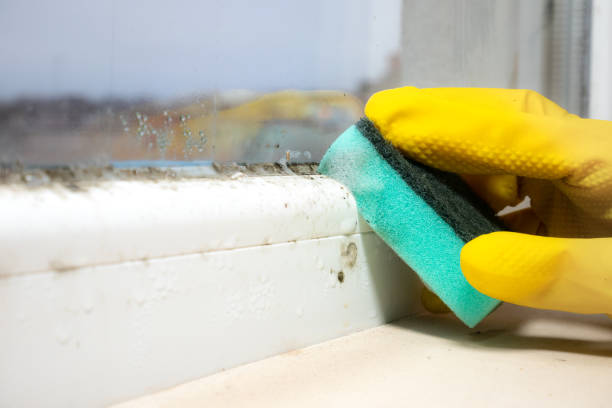 Best Attic Mold Remediation in Rockville, IN
