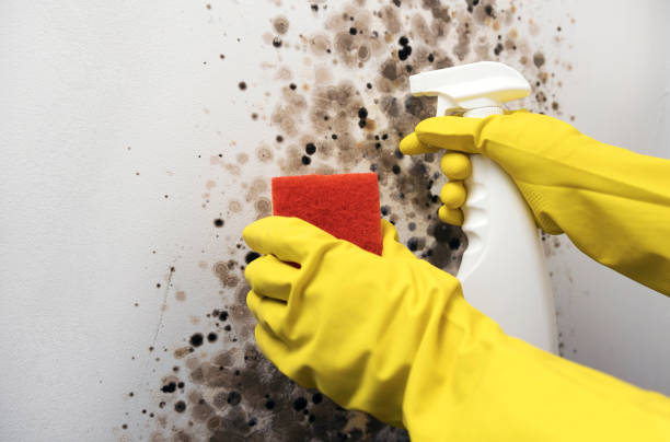Best Kitchen Mold Remediation in Rockville, IN