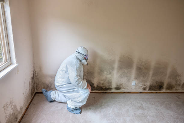 Best Mold Remediation for Schools in Rockville, IN