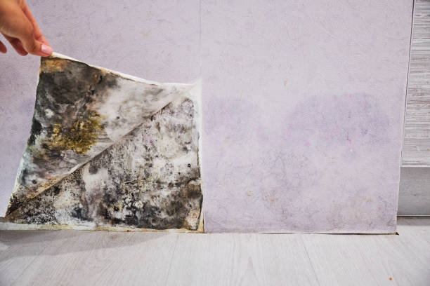 Best Post-Flood Mold Remediation in Rockville, IN